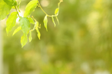 Nature view of tropical green leaf.