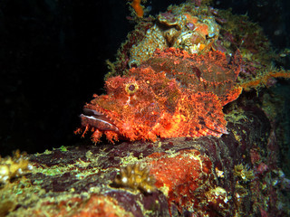 Fototapeta na wymiar Bearded Scorpion fish
