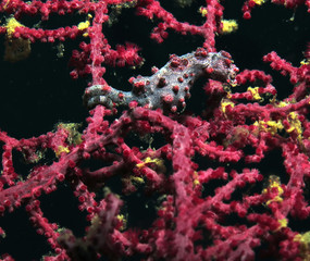 Pygmy Seahorse Hippocampus bargibanti on gorgonian Boracay Philippines