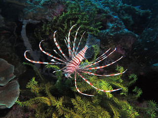 Lionfish swimming Siquijor Philippines