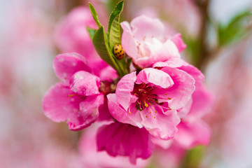 Blooming pink flowers and peach trees in the orchard.