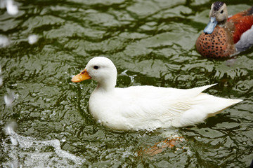duck in the water