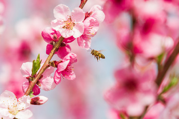 Obraz premium Close-up of branch with flowers of peach in orchard, on which flies bee. Background is pink.