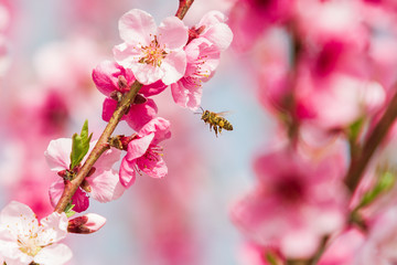 Close-up of branch with flowers of peach in orchard, on which flies bee. Background is pink.
