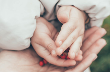 Fototapeta na wymiar girl picks berries,girl picks berries with mom, hands with berries mom and daughter, hands with berries,