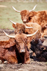 cattle horns brown hairy scottish highlands