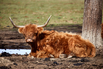 cattle horns brown hairy scottish highlands