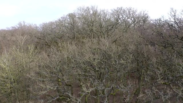 Drone shot over trees to reveal opne countryside
