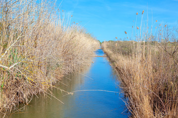 natural water canal and dry reed