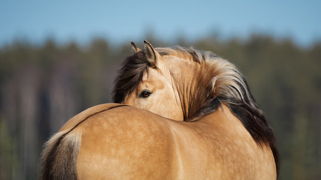 Beautiful buckskin horse with long mane looks back on natural background, portrait closeup
