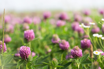 Fototapeta premium Clover field. Flowering clover. Beautiful trefoil flowers on a green background. Medicinal plant.