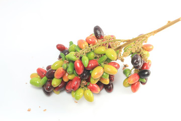   lepisanthes rubiginosa on white background.