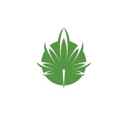 cannabis leaf vector icon illustration design