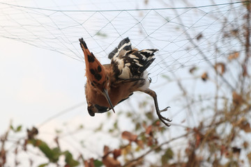 Woodpecker get involved with the net.