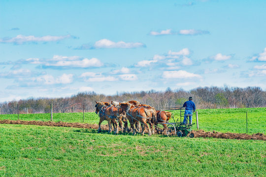 Amish Farmer Plowing Field With Team Of Horses