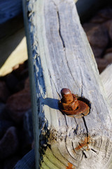 Rusty bolt on old wood