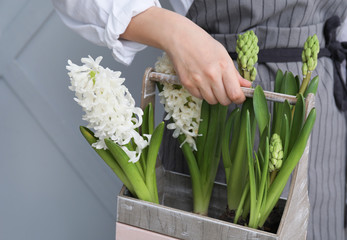 Gardener with hyacinth plants on grey background, closeup