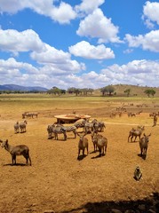 Fototapeta na wymiar Animal herd in african savanna