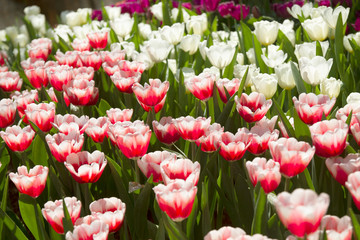 Tulip. Beautiful bouquet of tulips. colorful tulips.