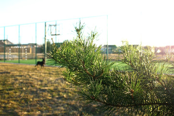 In the foreground is a spruce branch, in the background a dog is walking and a playground. Morning sunny summer good weather