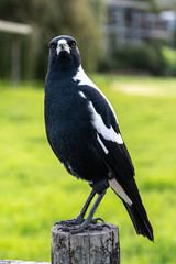 Australian Magpie, Gymnorhina tibicen, perched on fence in Kennett River, Victoria, Australia