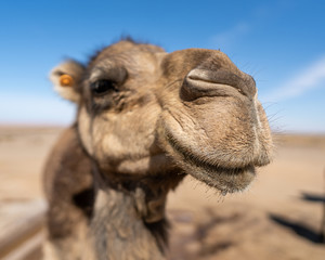 camel nose