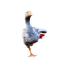 Domestic goose isolated on white background. A greylag goose does exercises, stretches, standing on one leg. Anser anser
