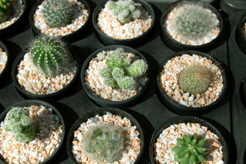 the variety of cactus​ in​ the​ small pot.​ Succulents.