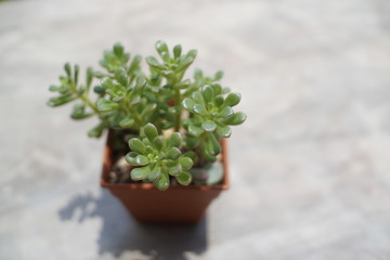A vibrant Sedum rubrotinctum succulent, or Jelly Bean Plant, in a brown pot, casting a clear shadow on a light concrete surface with ample copy space.