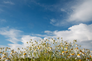 Obraz premium white daisy field under a blue sky with clouds