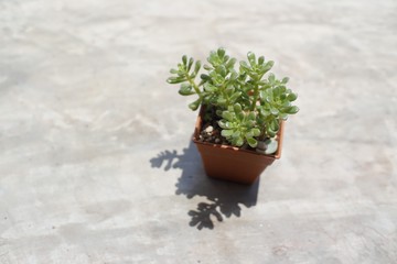 Side view on Old belt of water pump.