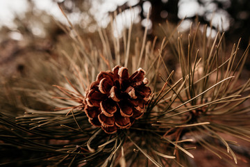 Naklejka na ściany i meble pine cone on a branch