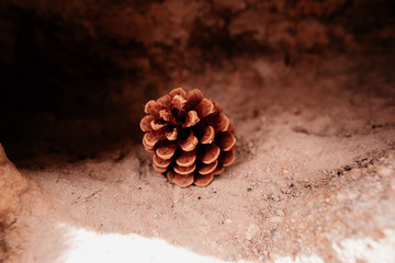 pine cone