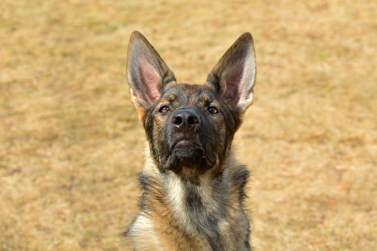 German Sheppard dog looking down its nose