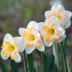 Fototapeta premium Daffodils flowers blooming in the garden closeup