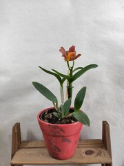 flower in a pot