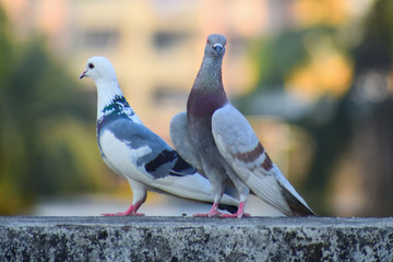 The dove is a little bird with a round body, small head and short legs that makes cooing sounds.