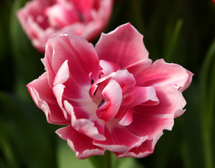 Delightful peony tulip columbus, glowing reddish pink and has decorative white edge