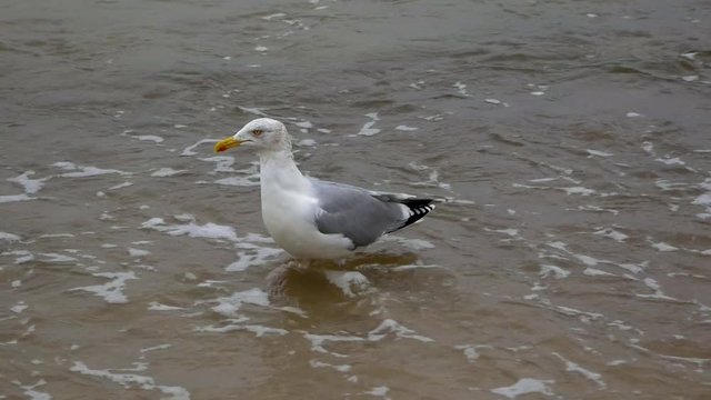Single Seagull wading on a sandy beach of Baltic Sea; slow motion medium shot.