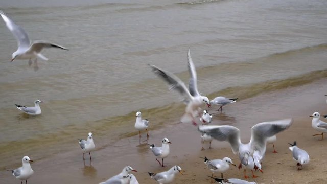 Group of Seagulls on sandy beach; slow motion shot.