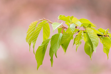 満開の桜の花と新緑の葉っぱ