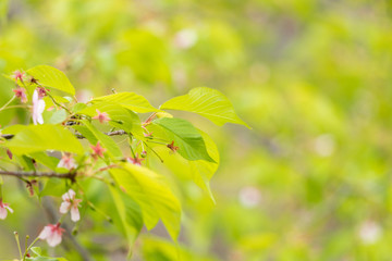 満開の桜の花と新緑の葉っぱ