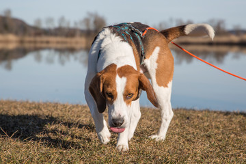 Beagle  am Eichsee bei Kochel