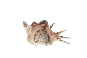 Seashell with brown patterns, isolated on white background
