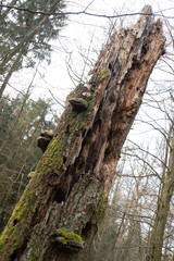 Spessart, Wald, Urwald, Baum, Moos