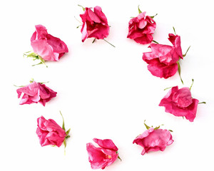 Wreath of Pink Tea roses on white background