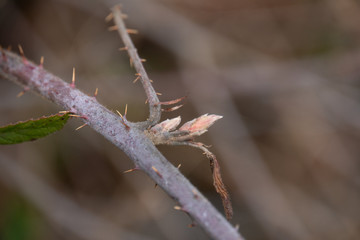 Knospen, Trieb, Frühling