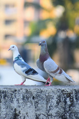 The dove is a little bird with a round body, small head and short legs that makes cooing sounds.