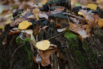 The mouse (Apodemus agrarius) hid on a stump in the forest. The nature of the autumn forest. Leaf fall.