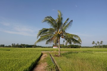 Fototapeta na wymiar palm trees in field